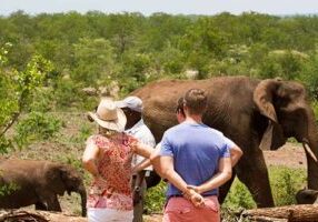 elephant-encounter